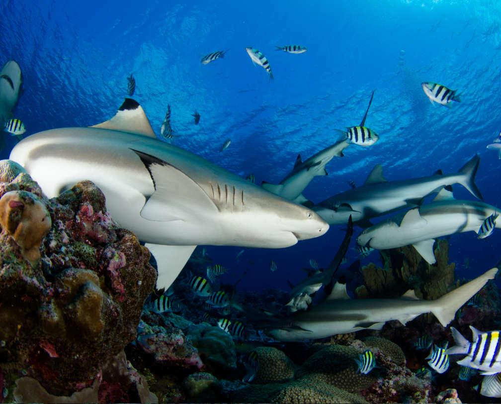 Shark Week Palau Shark Week Palau